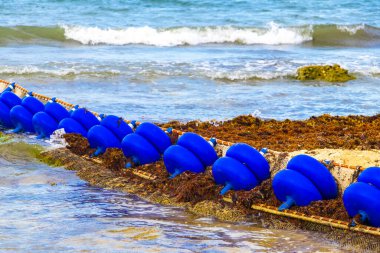 Meksika 'nın tropik karayip sahillerinde Sargazo yosunlu deniz yosunu ile Playa del Carmen Meksika' nın turkuaz mavi sularında büyük iğrenç bir sorun var..