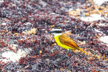 Büyük Kiskadee sarı erkek kuş dişi kuş Playa del Carmen Quintana Roo Meksika 'daki tropik Meksika plajında iğrenç sargazo yiyor..