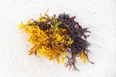 Playa del Carmen Meksika 'daki tropikal Meksika Karayip plajında kumsalda taze sarı turuncu deniz yosunları..