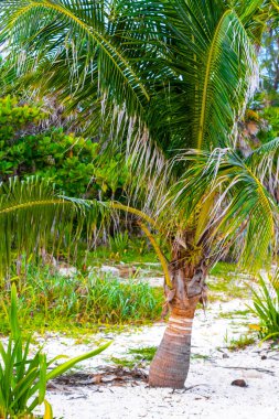 Playa del Carmen Quintana Roo Meksika 'da Hindistan cevizi ve mavi gökyüzü geçmişi olan tropik doğal Meksika palmiyeleri..