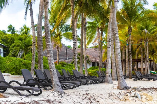 Palapa sazdan çatılar palmiye ağaçları şemsiyeler ve Playa del Carmen Meksika 'daki tropikal Meksika plajındaki sahil otelindeki güneş pansiyonları..