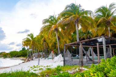 Palapa sazdan çatılar palmiye ağaçları şemsiyeler ve Playa del Carmen Meksika 'daki tropikal Meksika plajındaki sahil otelindeki güneş pansiyonları..