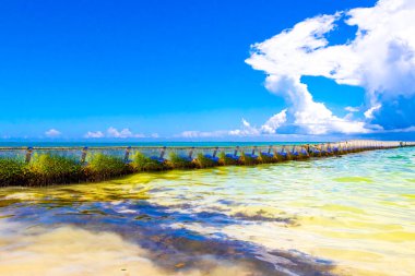 Sargazo yosunlu deniz yosunu ağ halatı ve açık turkuaz mavi şamandıralarla Playa del Carmen Meksika 'da.