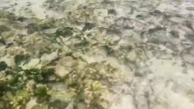 Playa del Carmen Quintana Roo Meksika 'daki Karayipler sahilinde turkuaz yeşil ve mavi sularda kayalar ve mercanlar..