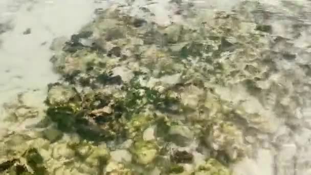 Камни Кораллы Бирюзово Зеленой Голубой Воде Карибском Пляже Плайя Дель — стоковое видео
