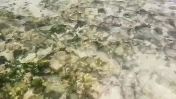 Kövek Korallok Türkiz Zöld Kék Vízben Karib Tenger Partján Playa — Stock videók