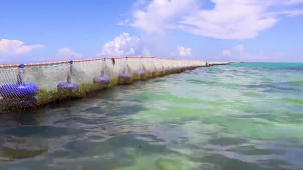 Tropical Mexican Caribbean Beach Sea Sargazo Seaweed Sea Weed Net — Stock Video