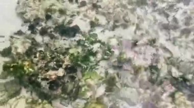 Playa del Carmen Quintana Roo Meksika 'daki Karayipler sahilinde turkuaz yeşil ve mavi sularda kayalar ve mercanlar..