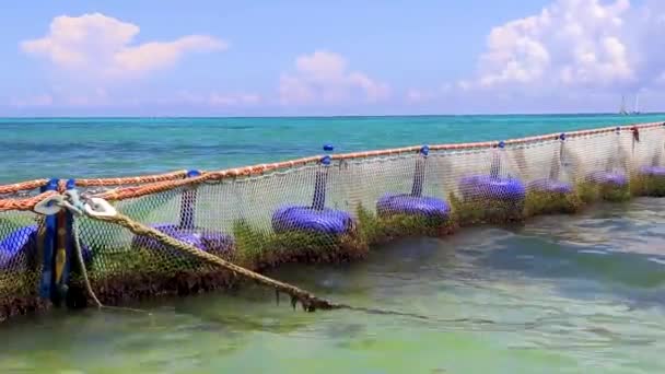 Tropical Mexican Caribbean Beach Sea Sargazo Seaweed Sea Weed Net — Stock Video