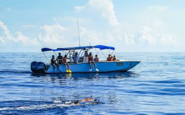 Cancun Quintana Roo Meksika 28. 2022 Haziran 'ında Cancun Quintana Roo Mexico' da yüzen ve dalış yapan büyük bir balina köpekbalığı su yüzeyinde yüzer..