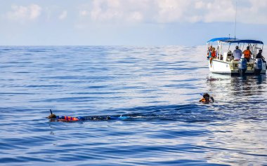 Cancun Quintana Roo Meksika 28. 2022 Haziran 'ında Cancun Quintana Roo Mexico' da yüzen ve dalış yapan büyük bir balina köpekbalığı su yüzeyinde yüzer..