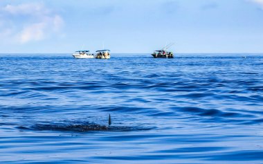 Cancun Quintana Roo Mexico 'da büyük, güzel balina köpekbalığı su yüzeyinde dalış ve şnorkelle yüzer..