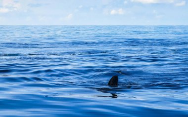 Cancun Quintana Roo Mexico 'da büyük, güzel balina köpekbalığı su yüzeyinde dalış ve şnorkelle yüzer..