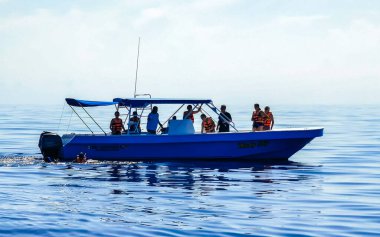 Cancun Quintana Roo Meksika 28. 2022 Haziran 'ında Cancun Quintana Roo Mexico' da yüzen ve dalış yapan büyük bir balina köpekbalığı su yüzeyinde yüzer..