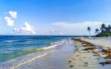 Playa del Carmen Quintana Roo Meksika 'da berrak turkuaz mavi su ve deniz yosunu otlu sargazo ile tropik Karayip sahili manzarası.