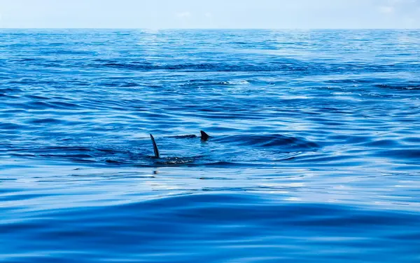 Cancun Quintana Roo Mexico 'da büyük, güzel balina köpekbalığı su yüzeyinde dalış ve şnorkelle yüzer..