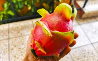 Pitaya Pembe Ejder Meyvesi Pitahaya Playa del Carmen Quintana Roo Meksika 'da sokak yemeklerinde.