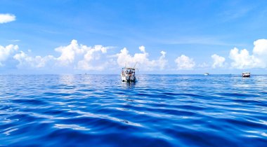 Cancun Quintana Roo Mexico 'da büyük, güzel balina köpekbalığı su yüzeyinde dalış ve şnorkelle yüzer..