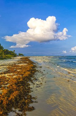 Playa del Carmen Quintana Roo Meksika 'da berrak turkuaz mavi su ve deniz yosunu otlu sargazo ile tropik Karayip sahili manzarası.