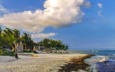Playa del Carmen Quintana Roo Meksika 'da berrak turkuaz mavi su ve deniz yosunu otlu sargazo ile tropik Karayip sahili manzarası.