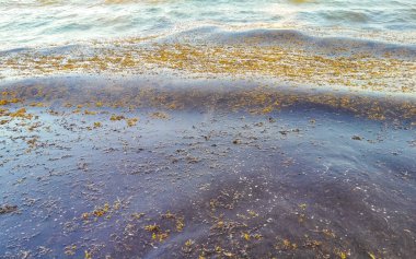The beautiful Caribbean beach totally filthy and dirty the nasty seaweed sargazo problem in Playa del Carmen Quintana Roo Mexico.