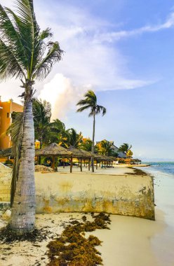 Playa del Carmen Mexico 'da turkuvaz mavisi tatil beldeleri ve palmiye ağaçları olan tropik Meksika Karayip plajı manzarası..