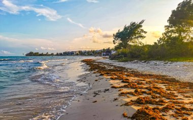 Playa del Carmen Mexico 'da turkuaz mavi su tatil beldeleri ve palmiye ağaçlarıyla tropikal Meksika Karayip Sahili manzarasında muhteşem ve renkli gün batımı..