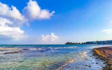 Playa del Carmen Quintana Roo Meksika 'da berrak turkuaz mavi su ve deniz yosunu otlu sargazo ile tropik Karayip sahili manzarası.