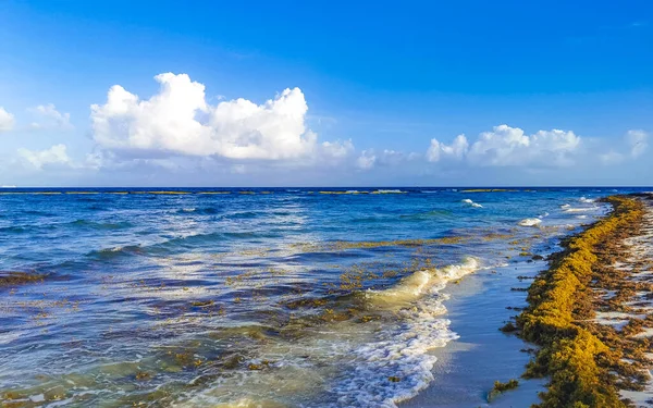 Playa del Carmen Quintana Roo Meksika 'da berrak turkuaz mavi su ve deniz yosunu otlu sargazo ile tropik Karayip sahili manzarası.