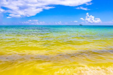 Playa del Carmen Mexico 'da turkuvaz mavisi tatil beldeleri ve palmiye ağaçları olan tropik Meksika Karayip plajı manzarası..