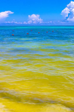 Playa del Carmen Mexico 'da turkuvaz mavisi tatil beldeleri ve palmiye ağaçları olan tropik Meksika Karayip plajı manzarası..