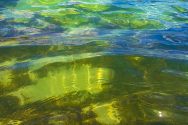 Playa del Carmen Quintana Roo Meksika 'daki Karayip Denizi' nde güzel deniz otları.