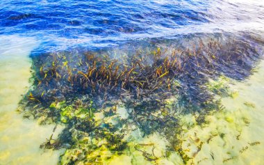 Playa del Carmen Quintana Roo Meksika 'daki Karayipler sahilinde turkuaz yeşil ve mavi sularda kayalar ve mercanlar..