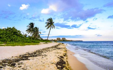 Playa del Carmen Mexico 'da turkuvaz mavisi tatil beldeleri ve palmiye ağaçları olan tropik Meksika Karayip plajı manzarası..