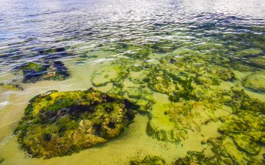 Playa del Carmen Quintana Roo Meksika 'daki Karayipler sahilinde turkuaz yeşil ve mavi sularda kayalar ve mercanlar..