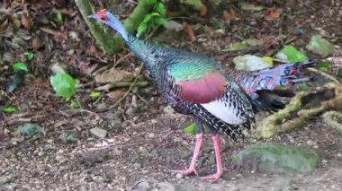 Coba Belediyesi Tulum Quintana Roo Mexico 'daki tropikal doğa yağmur ormanlarında güzel renkli Ocellated hindili tavuk..