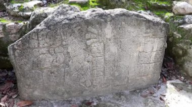 Yazı tipi paneli ve Coba Maya 'daki bilgiler Coba Belediyesi Tulum Quintana Roo Mexico' daki tropikal orman ormanlarındaki antik binaları ve piramitleri harap ediyor..