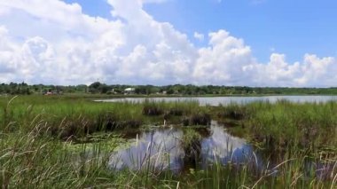 Coba Quintana Roo Meksika 01. Ekim 2023 Laguna lagünü Coba nehri gölü Coba Belediyesi Tulum Quintana Roo Meksika 'da mavi turkuvaz suyu ve tropikal doğa ormanıyla dolu..