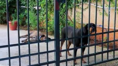 Voula Attica Yunanistan 'da sokak köpekleri çitin arkasında.