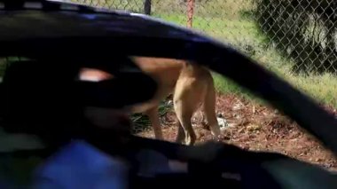 Voula Attica Yunanistan 'da çitin arkasındaki çöpte başıboş köpek köpekleri.