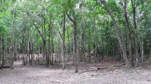 Naturaleza Tropical Árboles Plantan Selva Tropical Municipio Coba Tulum Quintana — Vídeo de stock