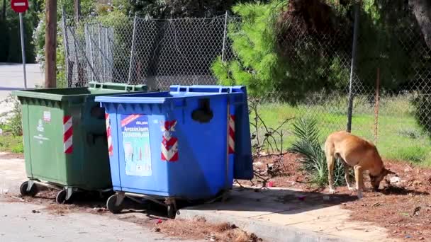 Voula Attica Греция Октябрь 2018 Бродячие Собаки Мусорных Отходах Забором — стоковое видео