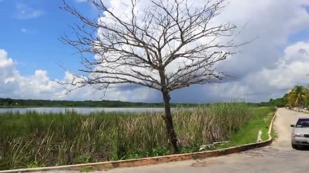 Coba Quintana Roo Μεξικό Οκτώβριος 2023 Λιμνοθάλασσα Laguna Coba Ποταμού — Αρχείο Βίντεο