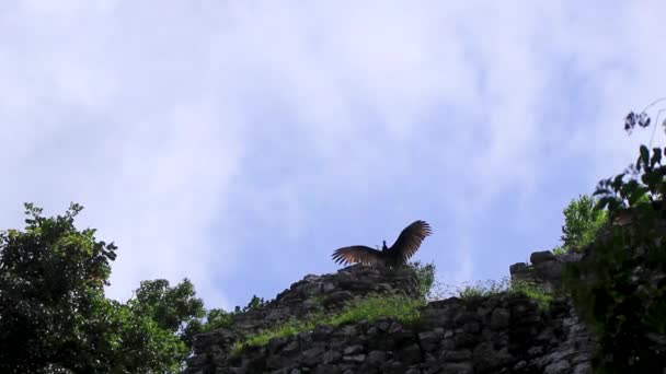 Black Turkey Vulture Vultures Sits Spreads Its Wings Top Coba — Stock Video