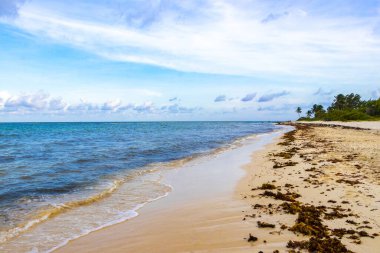 Playa del Carmen Mexico 'da turkuvaz mavisi tatil beldeleri ve palmiye ağaçları olan tropik Meksika Karayip plajı manzarası..