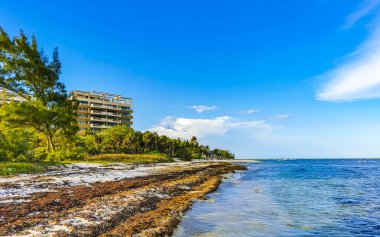 Playa del Carmen Quintana Roo Meksika 'da berrak turkuaz mavi su ve deniz yosunu otlu sargazo ile tropik Karayip sahili manzarası.