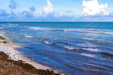 Playa del Carmen Mexico 'da turkuvaz mavisi tatil beldeleri ve palmiye ağaçları olan tropik Meksika Karayip plajı manzarası..