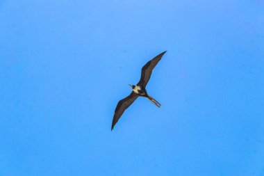 Fregat bird birds flock are flying around with blue sky clouds background in Playa del Carmen Quintana Roo Mexico.
