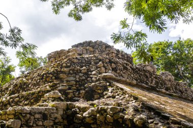 Coba Maya, Coba Belediyesi Tulum Quintana Roo Mexico 'daki tropikal orman ormanlarında antik binaların piramitlerini ve top oyununu mahvediyor..