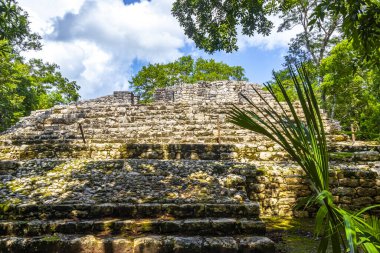 Coba Maya, Coba Belediyesi Tulum Quintana Roo Mexico 'daki tropikal orman ormanlarında antik binaların piramitlerini ve top oyununu mahvediyor..